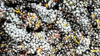 About Wine By Brad